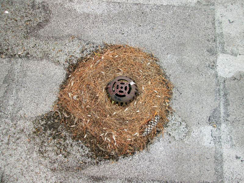 clogged-roof-drain Clogged roof drain